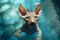 Portrait of a Sphynx cat in a swimming pool.