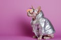 Sphynx Cat in Vogue: Silver Jacket and Colorful Goggles