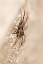 Portrait of a spider on a concrete wall Royalty Free Stock Photo