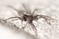 Portrait of a spider on a concrete wall Royalty Free Stock Photo