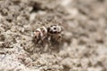 Portrait of a spider on a concrete wall Royalty Free Stock Photo