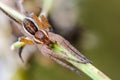 Portrait of spider-hunter