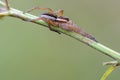 Portrait of spider-hunter