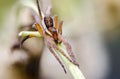 Portrait of spider-hunter