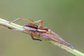 Portrait of spider-hunter