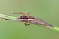 Portrait of spider-hunter