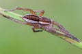 Portrait of spider-hunter