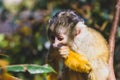 Portrait of a spider monkey eating nuts Royalty Free Stock Photo