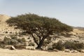 Portrait of a Spiraled Acacia Tree in the Large Yerucham Crater in Israel