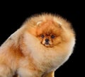 Portrait of Spitz puppy