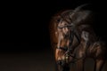 Portrait of a sport dressage horse Royalty Free Stock Photo