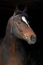 Portrait sport hannoverian horse on black Royalty Free Stock Photo