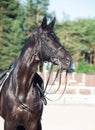 Portrait of sportive dressage black stallion