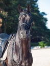 Portrait of sportive dressage black stallion