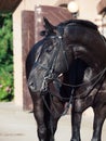 Portrait of sportive dressage black stallion posing at stable ba