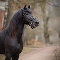 Portrait of a sports black stallion. Royalty Free Stock Photo