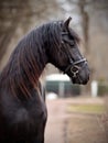 Portrait of a sports black stallion. Royalty Free Stock Photo