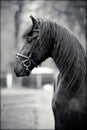 Portrait of a sports black stallion. Royalty Free Stock Photo