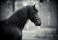 Portrait of a sports black stallion. Royalty Free Stock Photo