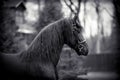 Portrait of a sports black stallion. Royalty Free Stock Photo