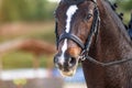 Portrait of a sports brown horse with a bridle Royalty Free Stock Photo