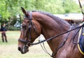 Portrait of a sports brown horse Royalty Free Stock Photo