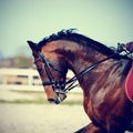 Portrait of a sports brown horse. Royalty Free Stock Photo