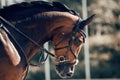 Portrait sports stallion in the bridle. Equestrian sport Royalty Free Stock Photo