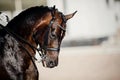 Portrait sports stallion in the bridle. Equestrian sport Royalty Free Stock Photo