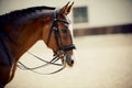 Portrait sports red stallion with a white groove on his forehead in the double bridle Royalty Free Stock Photo