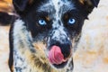 Portrait of sports sled husky dog in winter Royalty Free Stock Photo