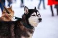 Portrait of sports Sled Husky dog. Working mushing dogs of the North Royalty Free Stock Photo
