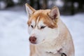 Portrait of sports Sled Husky dog. Working mushing dogs of the North Royalty Free Stock Photo