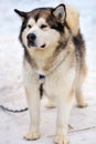 Portrait of sports Sled Husky dog. Working mushing dogs of the North Royalty Free Stock Photo