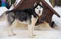 Portrait of sports Sled Husky dog. Working mushing dogs of the North Royalty Free Stock Photo