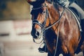 Portrait sports stallion in the bridle. Equestrian sport Royalty Free Stock Photo