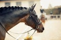 Portrait sports stallion in the bridle. Equestrian sport Royalty Free Stock Photo