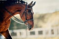 Portrait sports stallion in the bridle. Equestrian sport Royalty Free Stock Photo