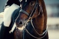 Portrait sports stallion in the bridle. Equestrian sport Royalty Free Stock Photo