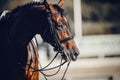 Portrait sports stallion in the bridle. Equestrian sport Royalty Free Stock Photo