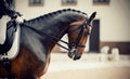 Portrait sports stallion in the bridle. Equestrian sport Royalty Free Stock Photo