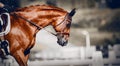 Portrait sports stallion in the bridle. Equestrian sport Royalty Free Stock Photo