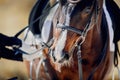 Portrait sports stallion in the bridle. The nose of a bay horse with a white groove on the muzzle. Dressage horse Royalty Free Stock Photo