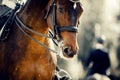 Portrait sports stallion in the double bridle. Horse muzzle close up Royalty Free Stock Photo