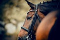 Portrait sports stallion in the double bridle. Horse muzzle close up Royalty Free Stock Photo