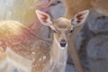 Portrait of Spotted Baby fawn under summer sunlight. Royalty Free Stock Photo