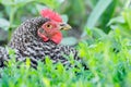 Portrait of a spotted chicken plymutrock close-up on a background of green grass_ Royalty Free Stock Photo