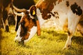 Portrait of a spotted cow eating green grass in a meadow on a sunny day. Agriculture and livestock Royalty Free Stock Photo