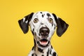 Portrait of spotted Dalmatian dog with funny surprised expression on its face on yellow background