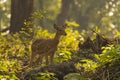 Portrait of the spotted dear fawn in golden light at Kanha National Park Royalty Free Stock Photo